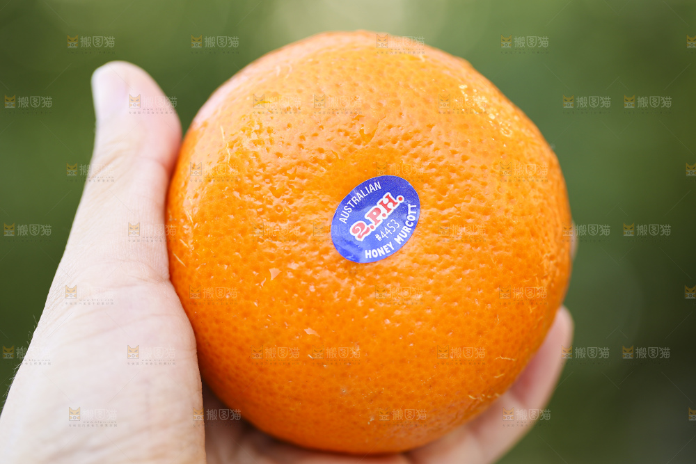 手里拿着进口澳柑
