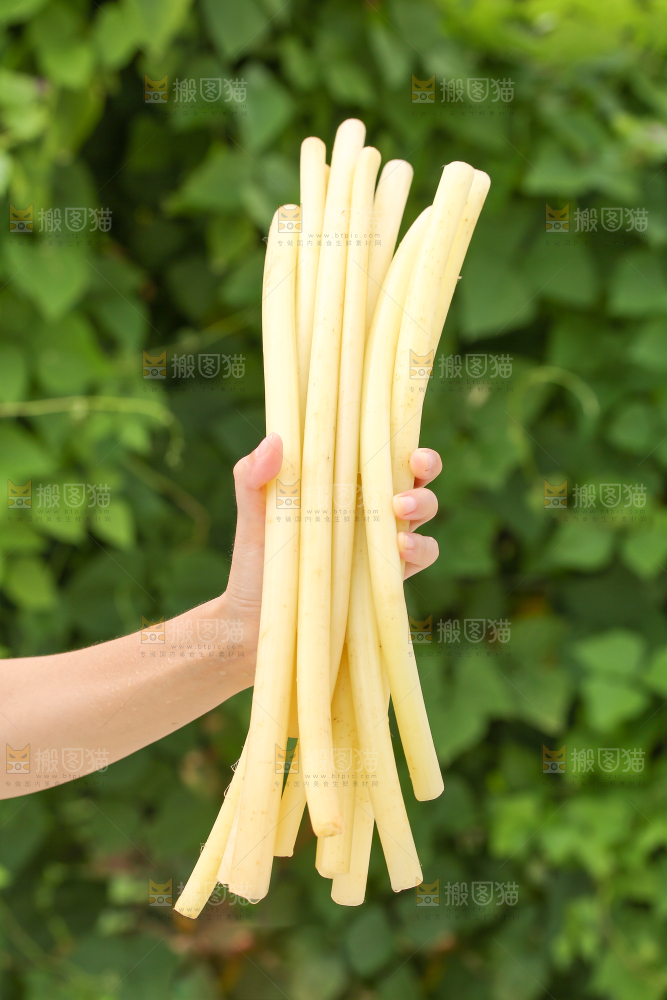 手里拿着藕带