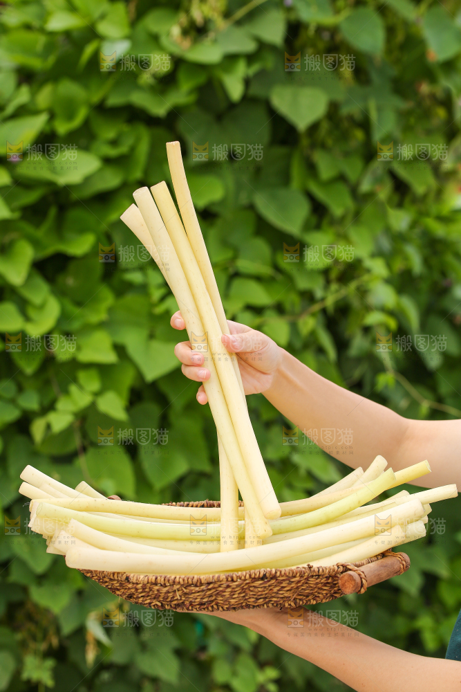 手里拿着藕带