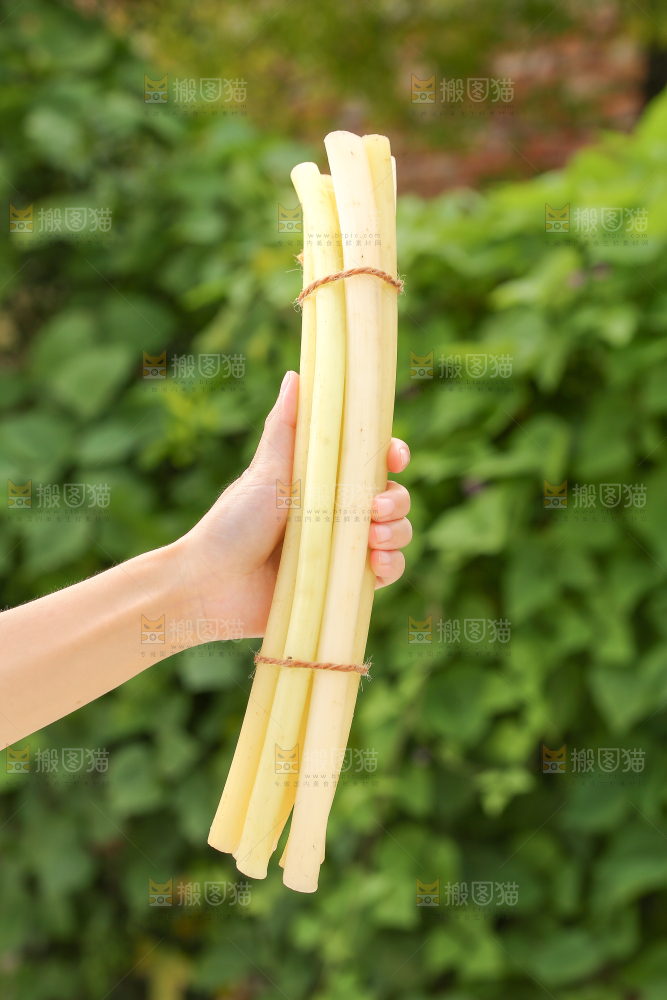 手里拿着藕带