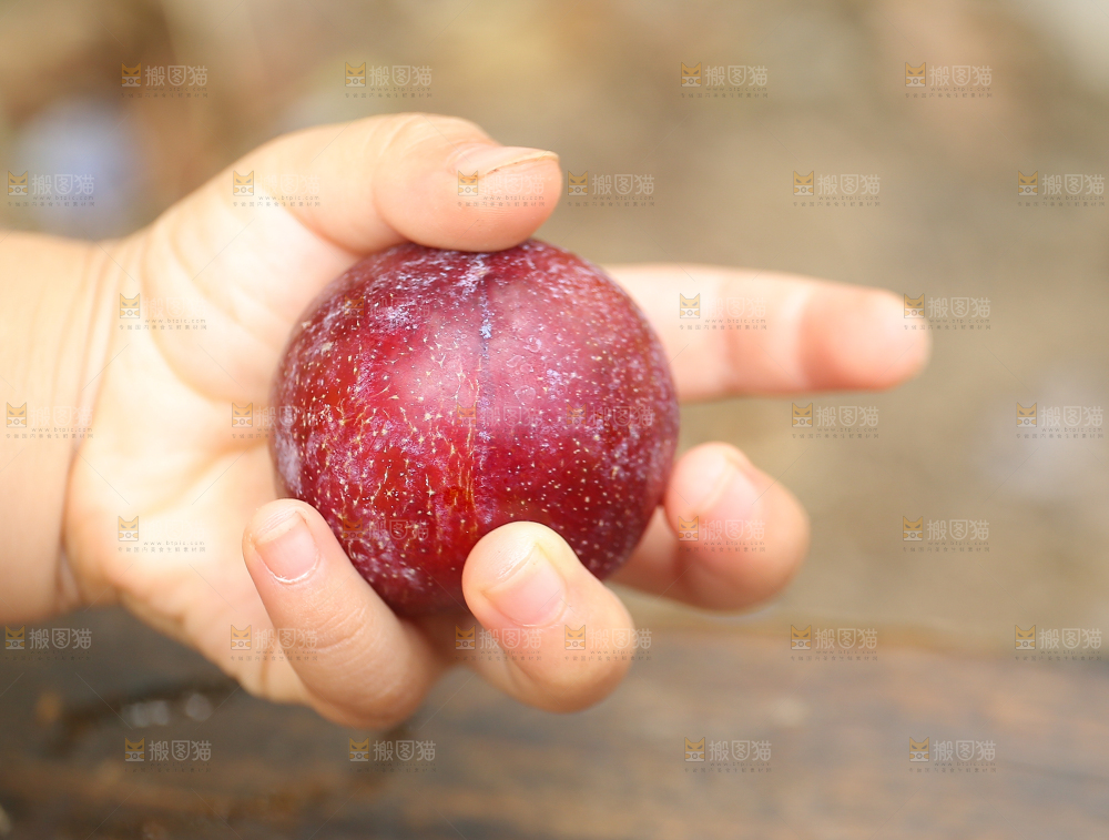木底上放着红脱骨李