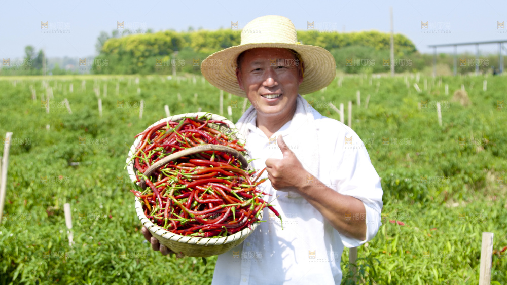 辣椒产地
