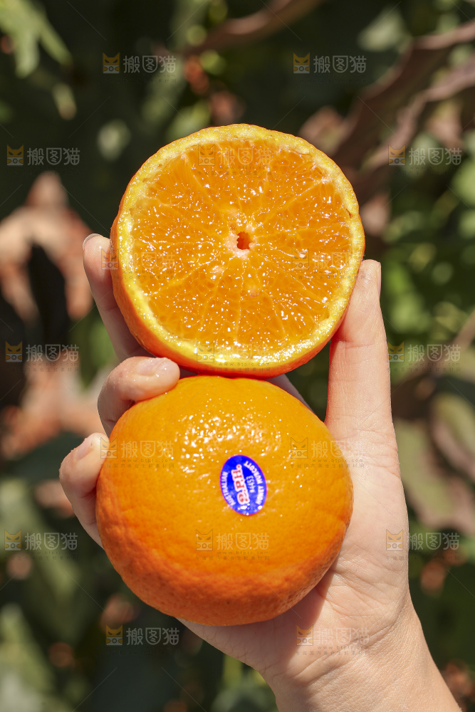 手里拿着进口澳柑