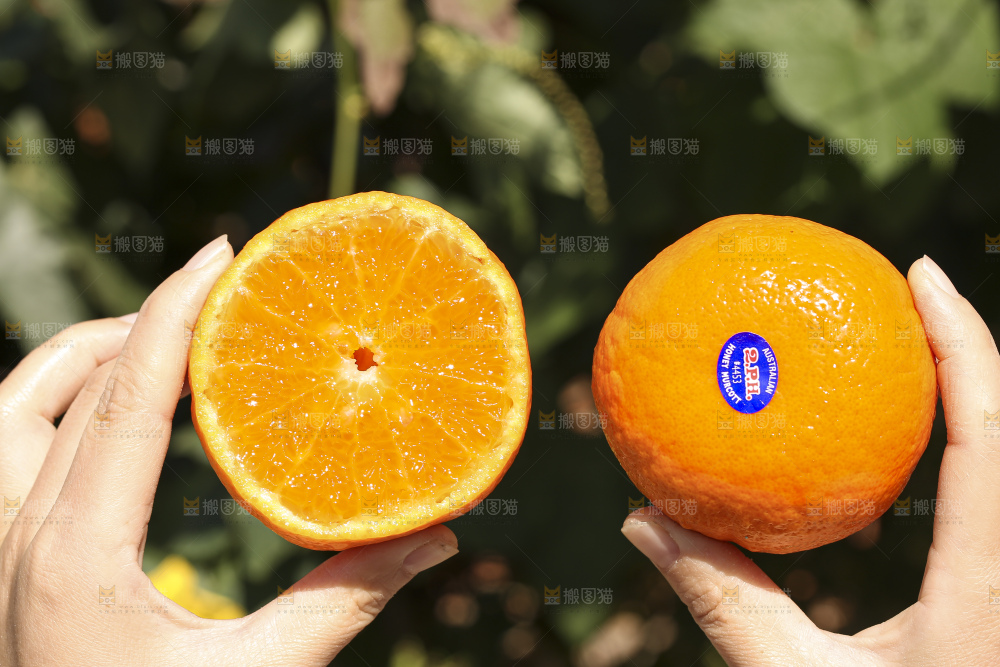 手里拿着进口澳柑
