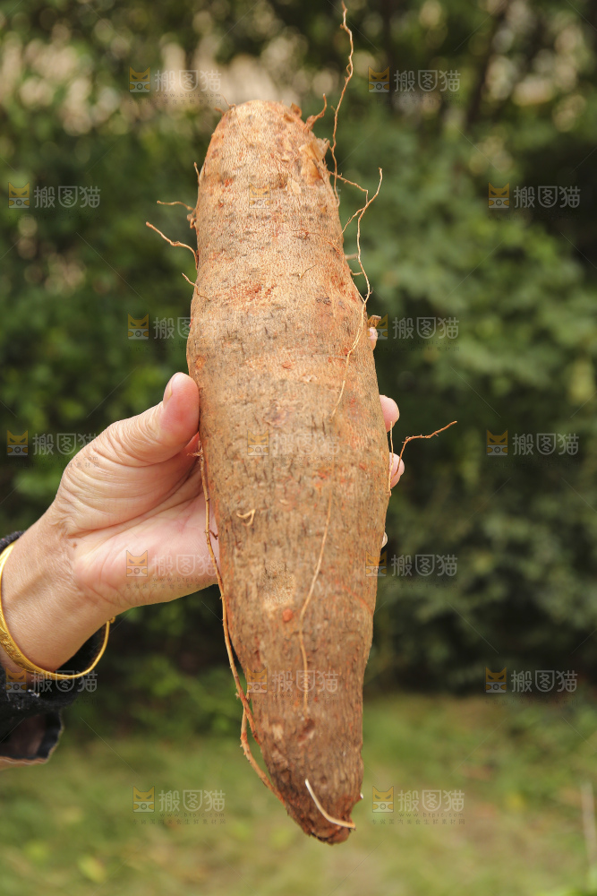 手里拿着灵芝山药