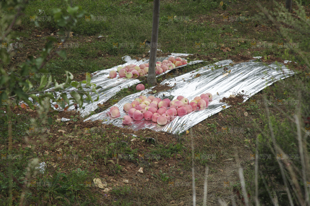 红富士苹果产地