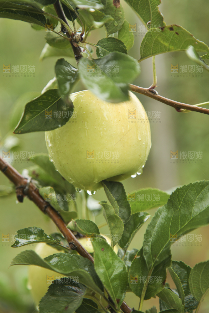 青苹果产地