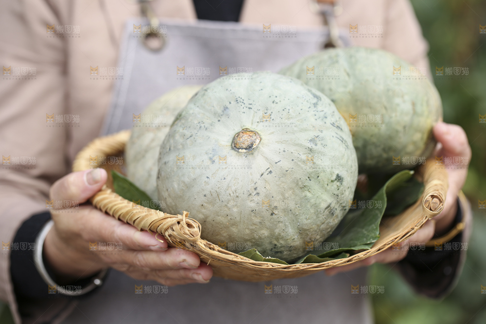 手里拿着银栗南瓜