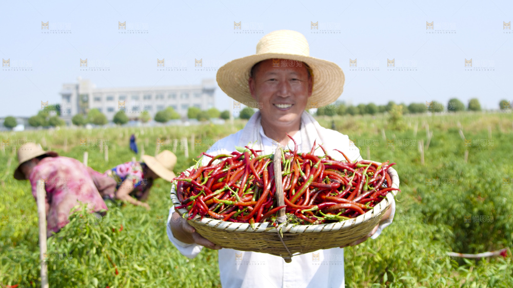 辣椒产地