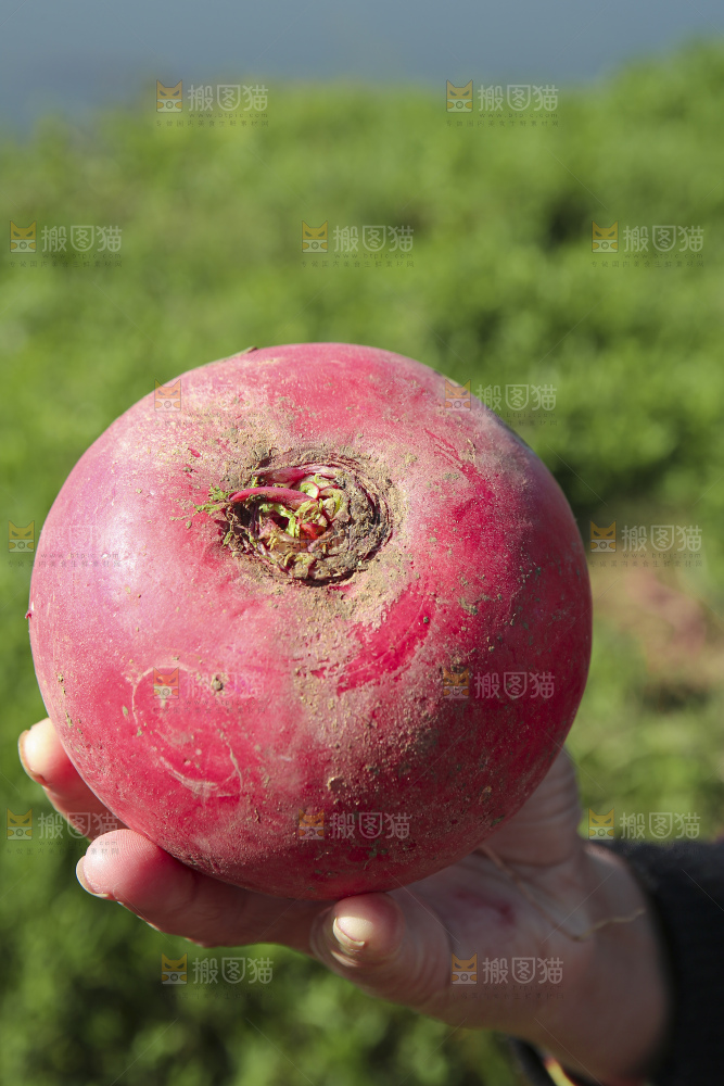 手里拿着红萝卜