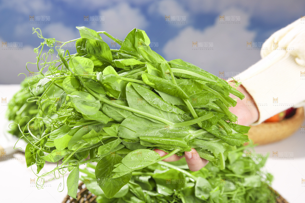 浅底上的豌豆尖