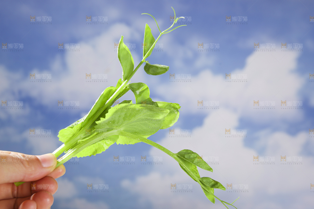 浅底上的豌豆尖
