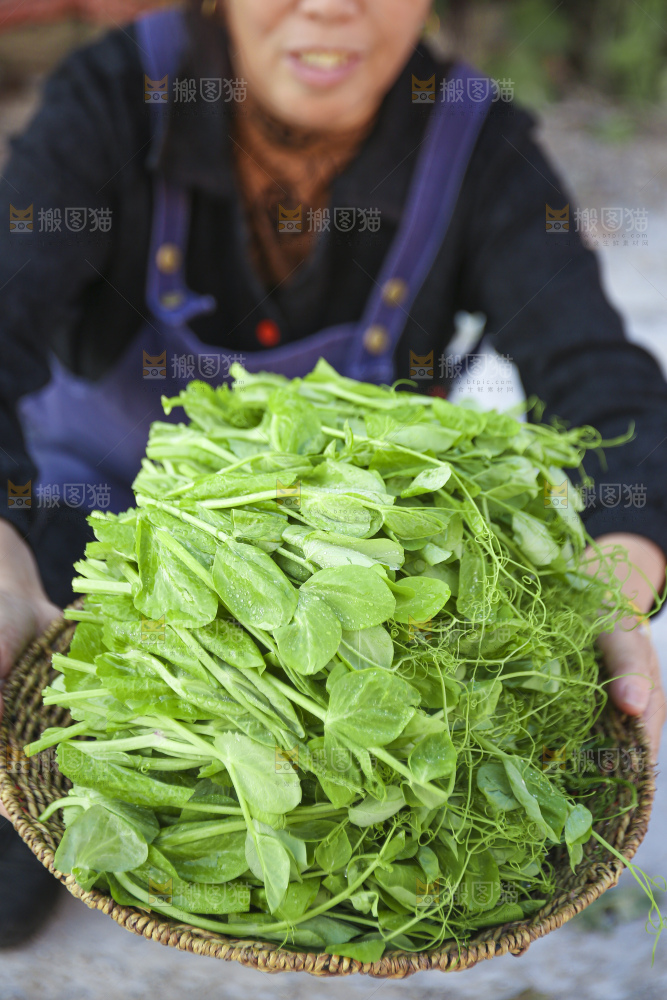 手里拿着豌豆尖
