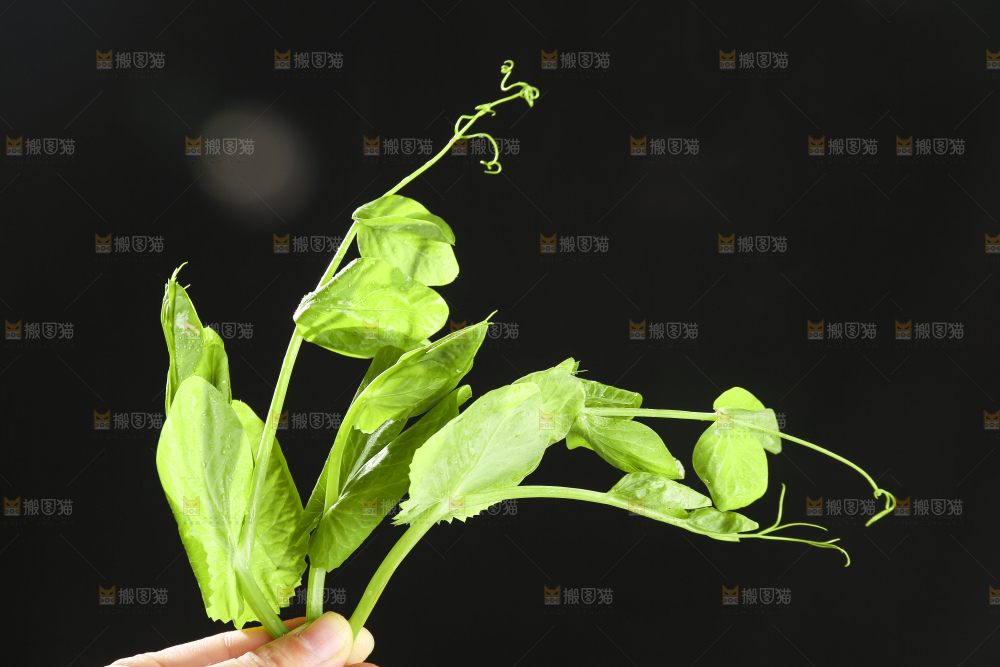 深底上的豌豆苗