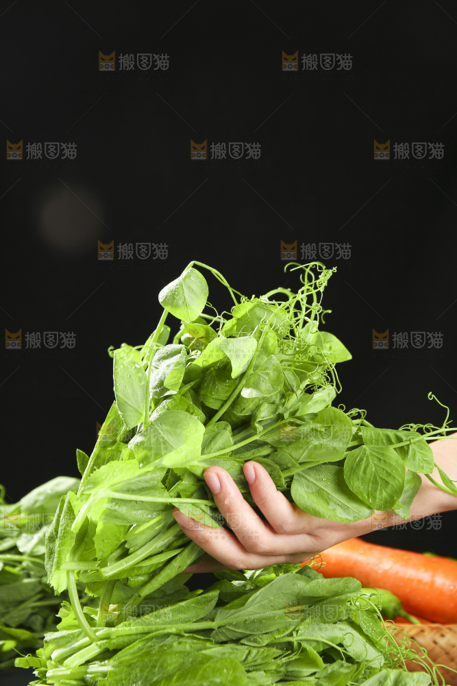 深底上的豌豆苗