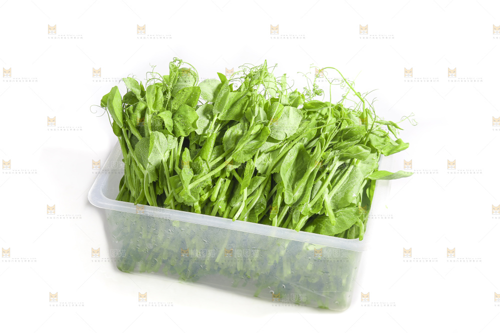 白底上的豌豆苗