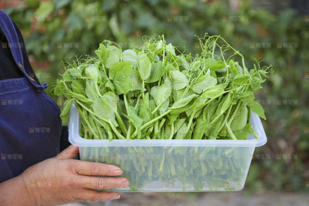 手里拿着豌豆尖