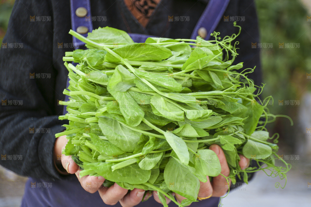 手里拿着豌豆尖