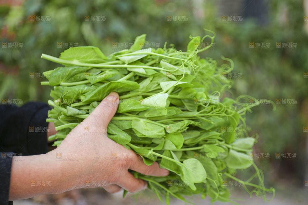 手里拿着豌豆尖