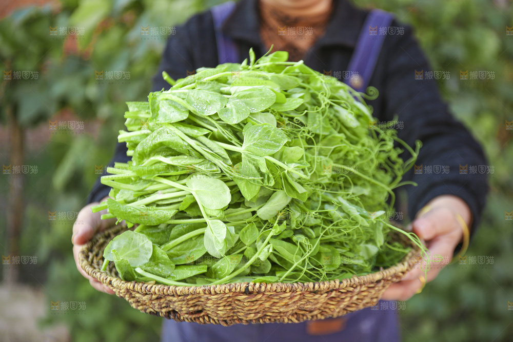 手里拿着豌豆尖