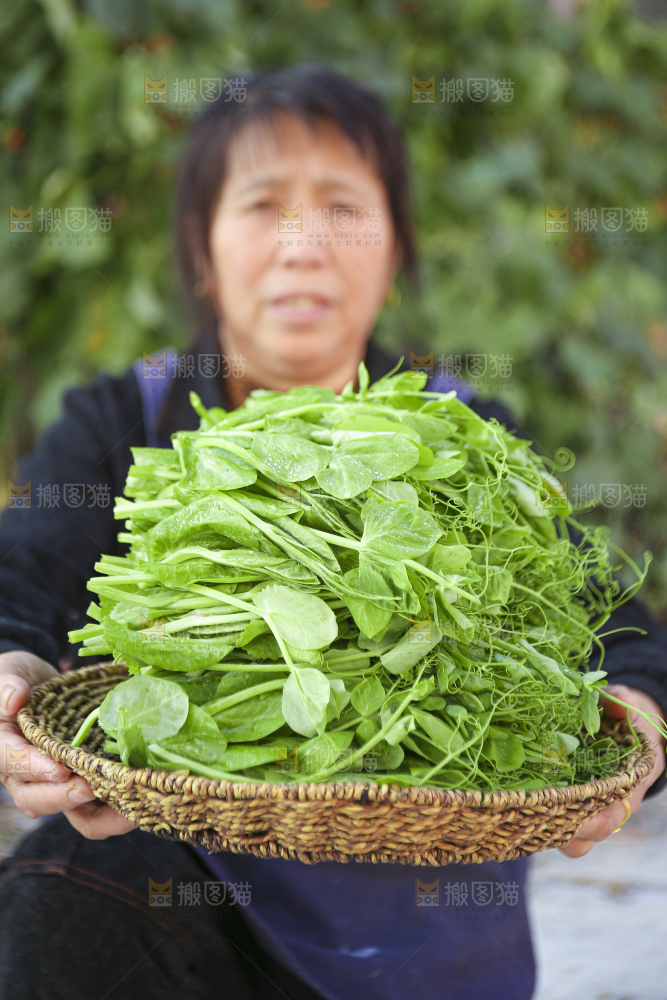 手里拿着豌豆尖