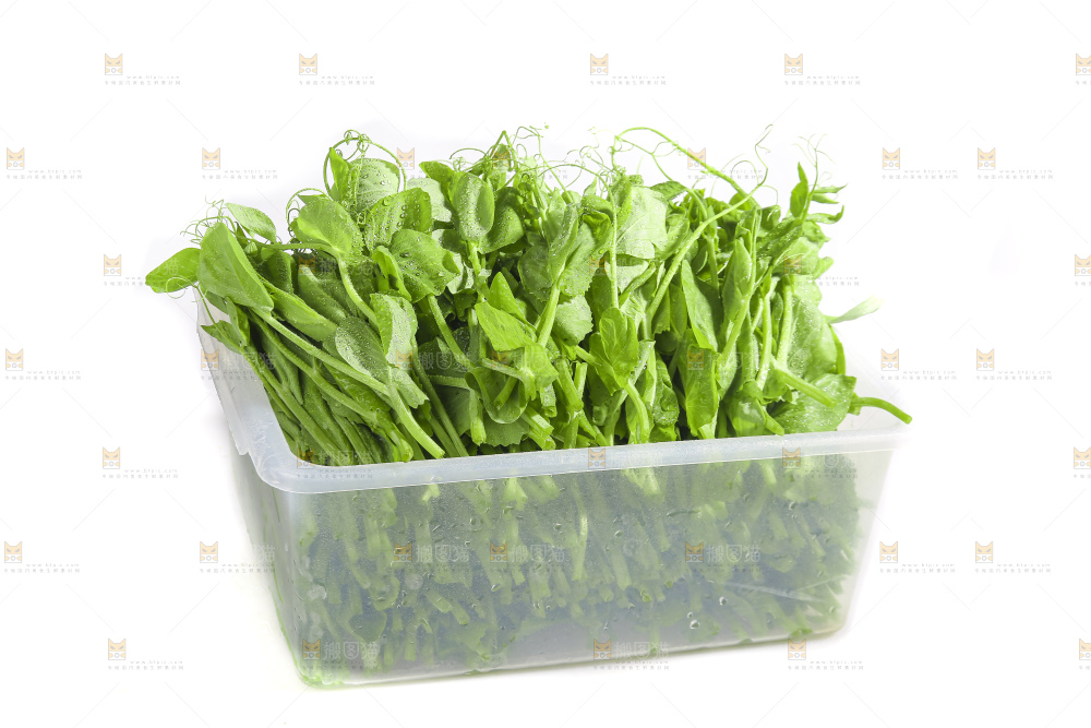 白底上的豌豆苗