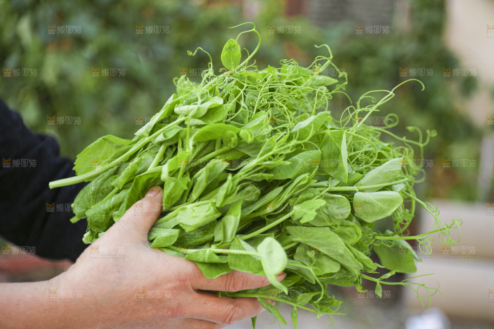 手里拿着豌豆尖