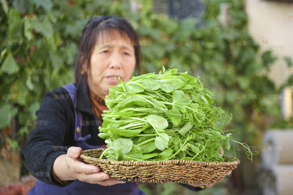 手里拿着豌豆尖