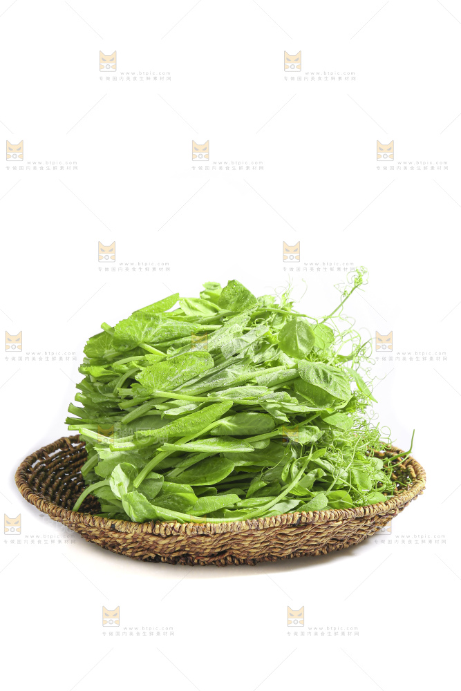 白底上的豌豆苗