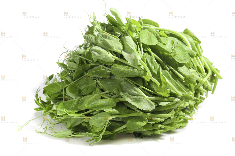 白底上的豌豆苗
