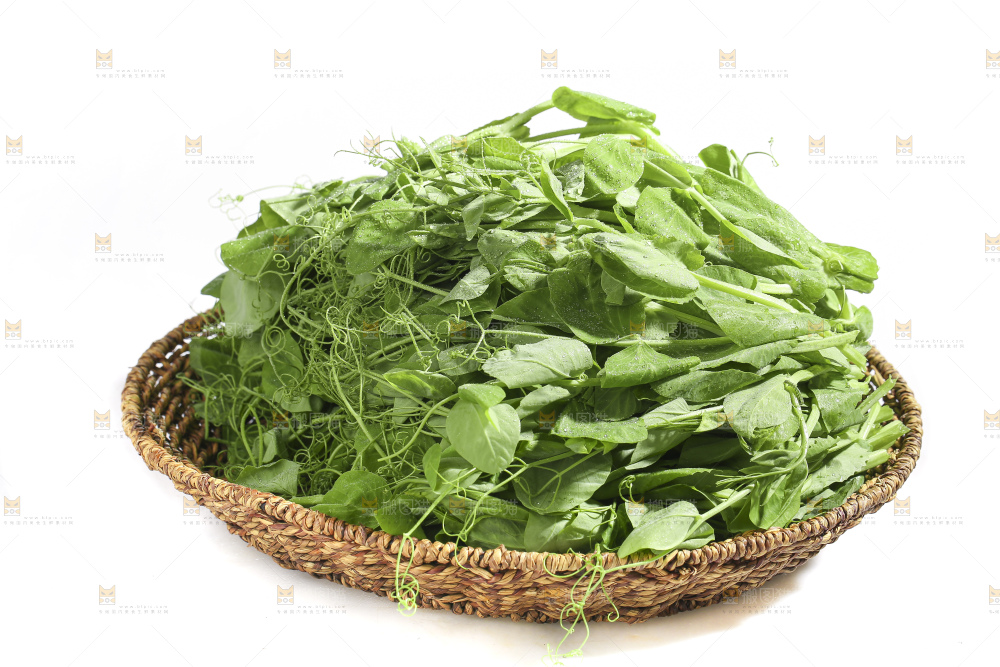 白底上的豌豆苗