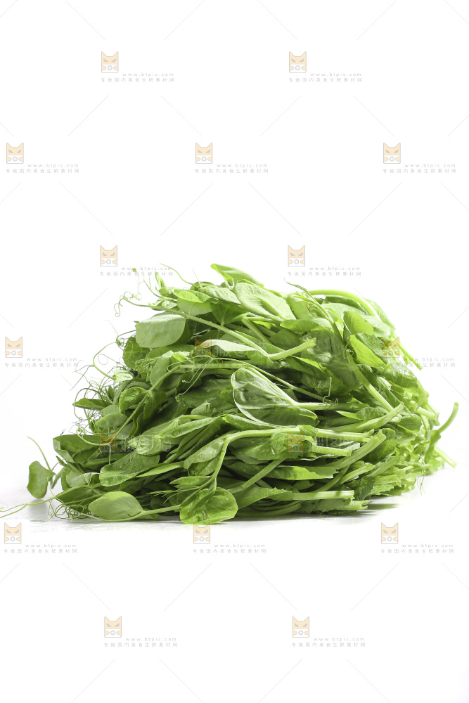 白底上的豌豆苗