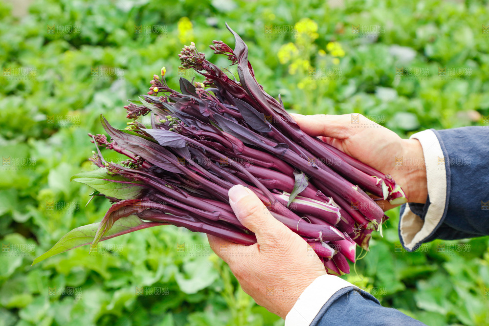 手里拿着紫菜苔
