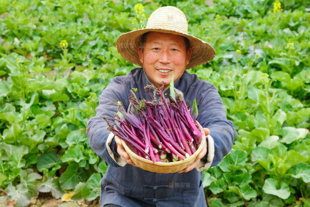 手里拿着紫菜苔