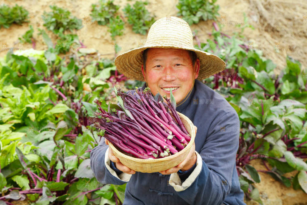手里拿着紫菜苔