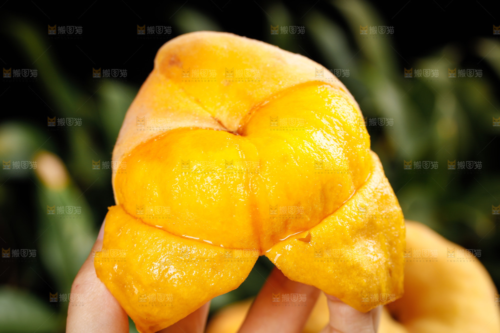 黄金毛蟠桃