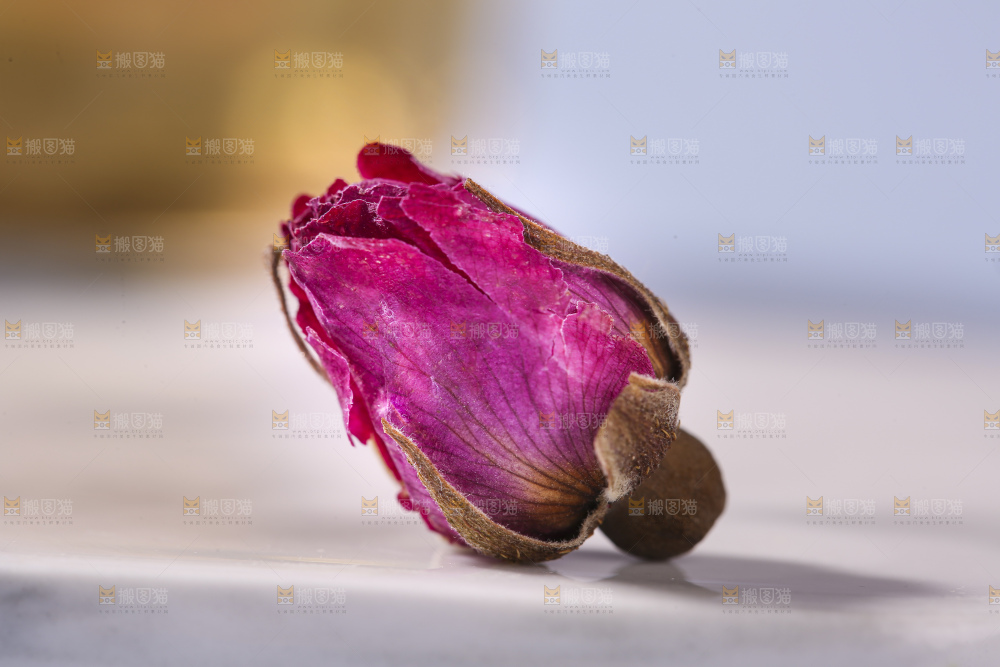 浅底上的玫瑰花干