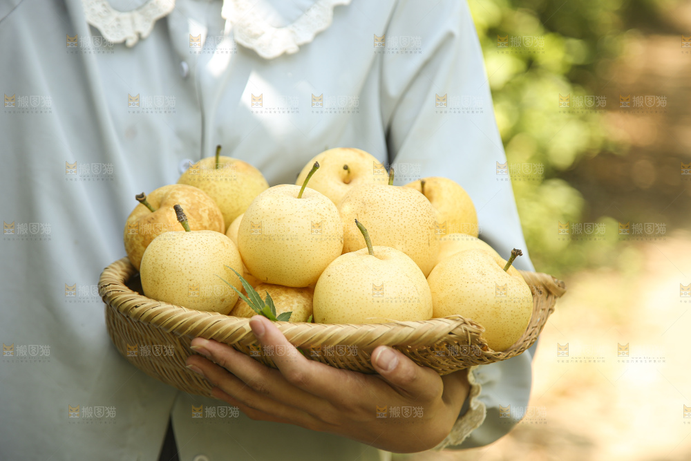 手里拿着新鲜皇冠梨