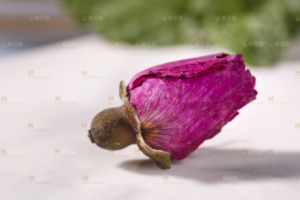 浅底上的玫瑰花干