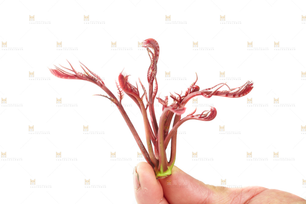 白底上放着红芽香椿
