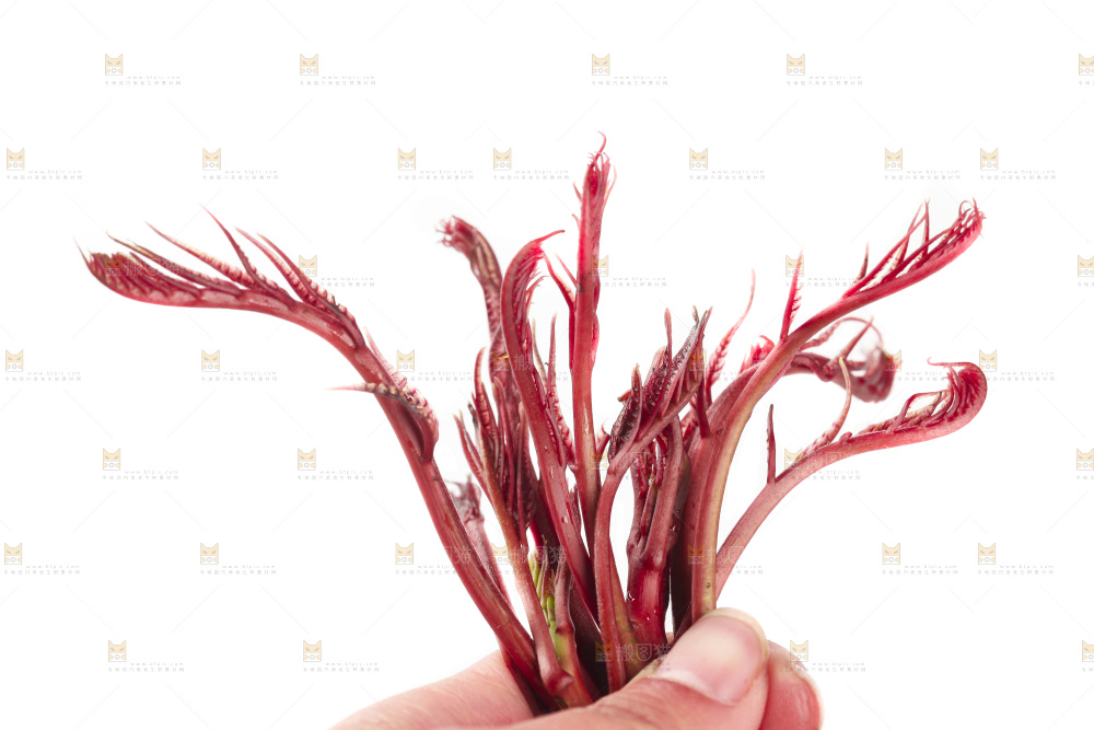 白底上放着红芽香椿