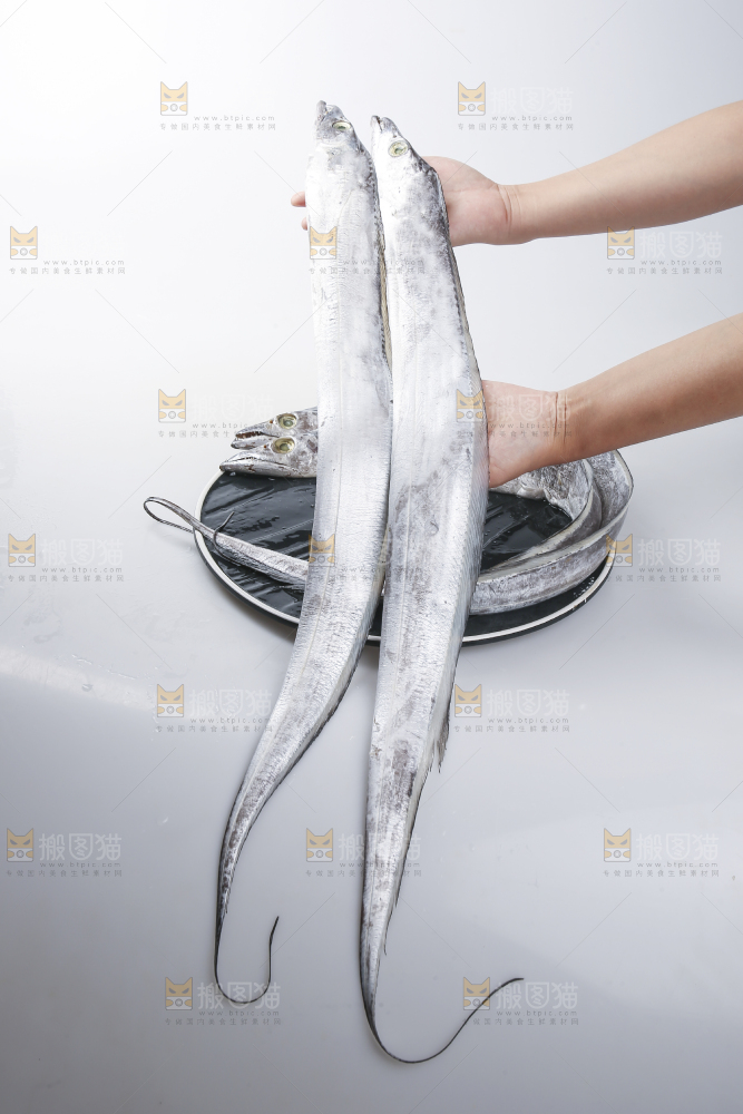 白底上的带鱼
