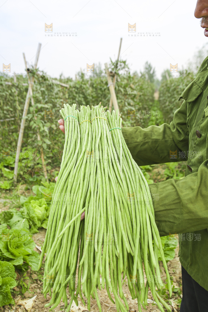 手里拿着新鲜长豆角