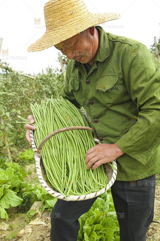 手里拿着鲜嫩长豆角