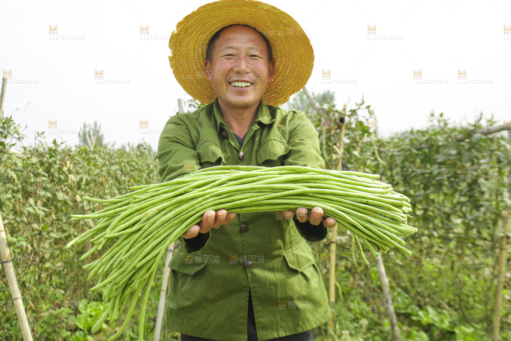 手里拿着鲜嫩长豆角