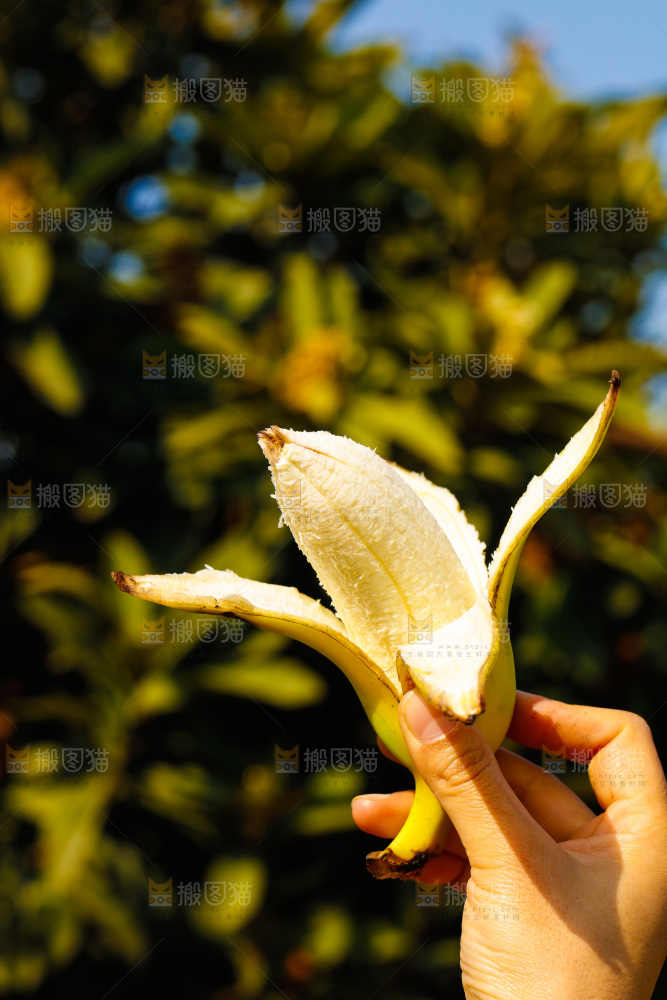 手里拿着广西芭蕉
