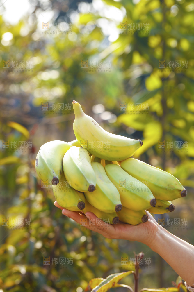手里拿着广西芭蕉