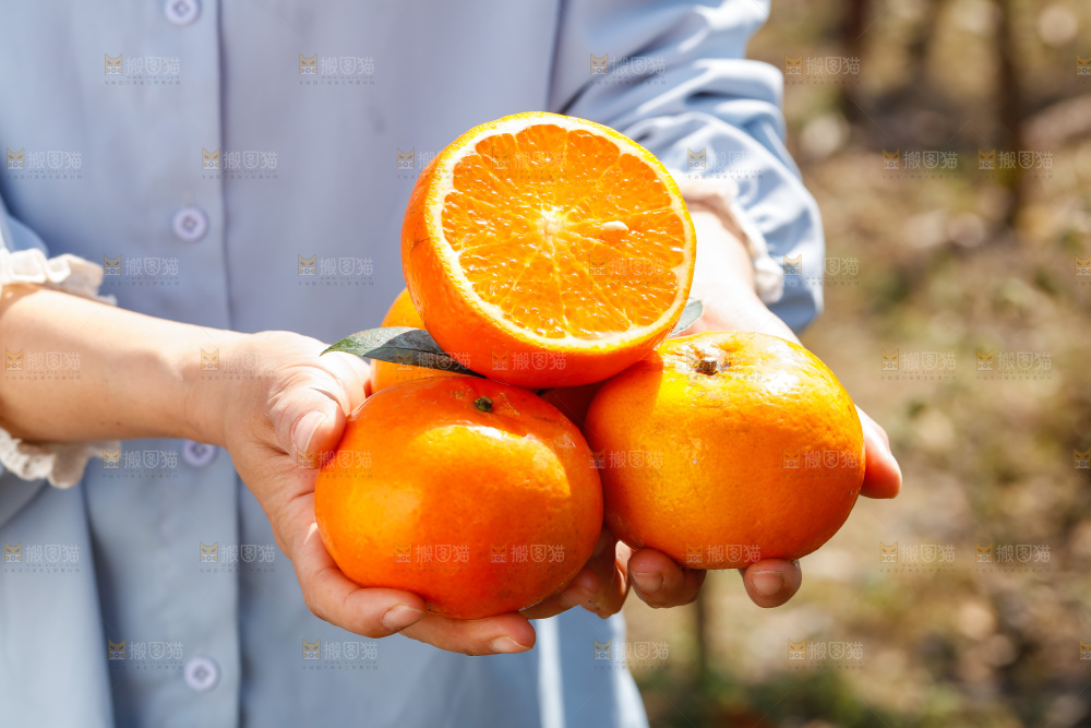 手里拿着沃柑