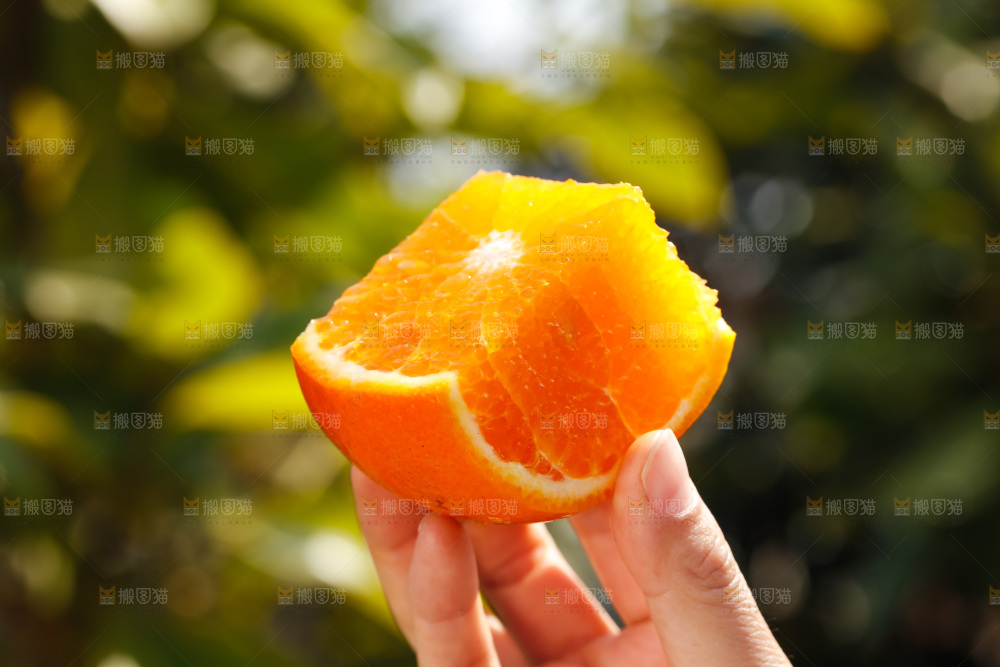 手里拿着沃柑