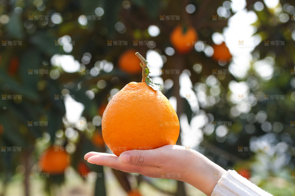 手里拿着丑八怪